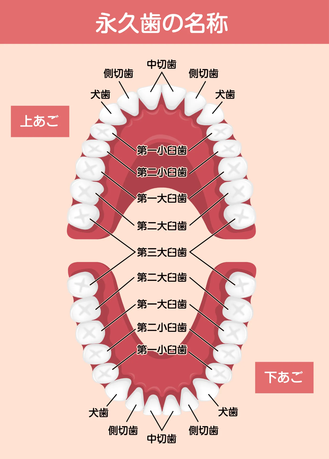 クリアコレクト歯科矯正専門医が語る、美しい歯列の秘訣